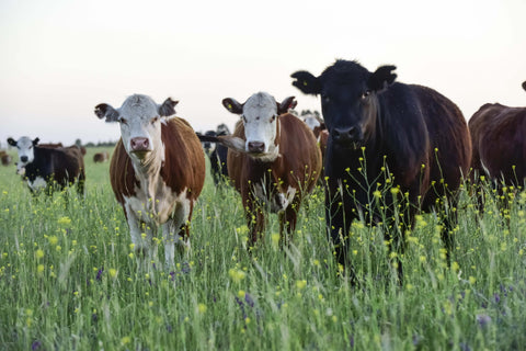 15 000 litrů vody za stejk. Aneb veganství z ekologické perspektivy